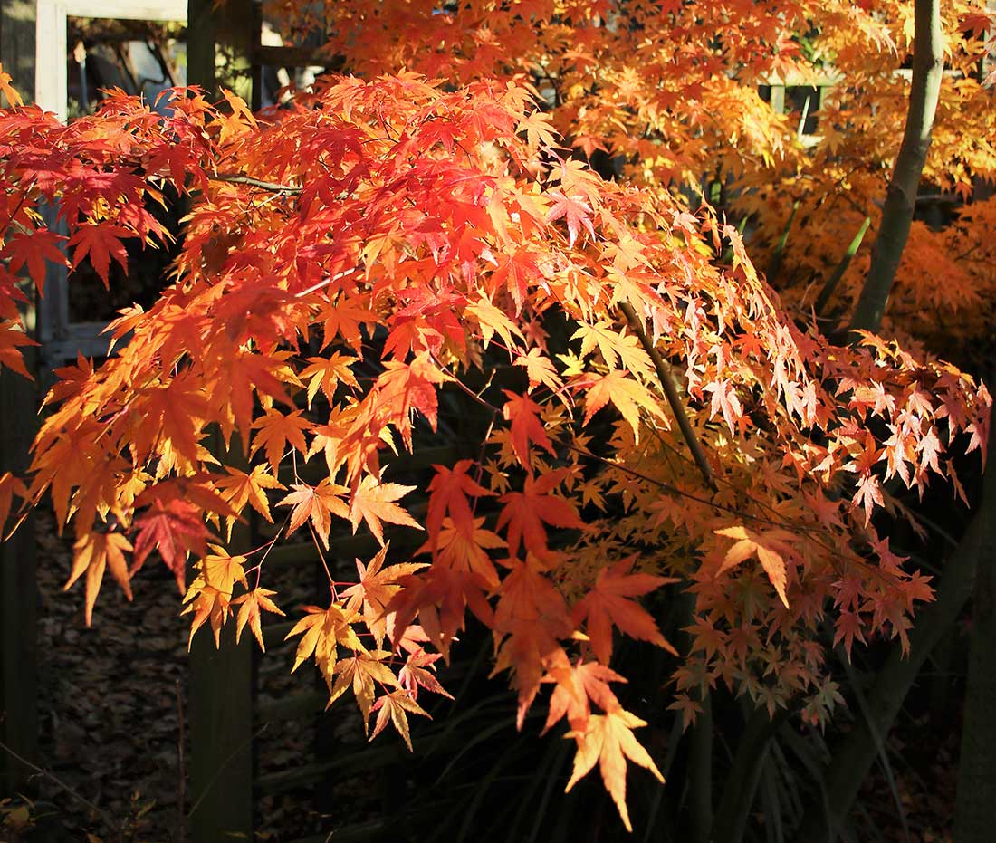 Acer in glorious autumn colours