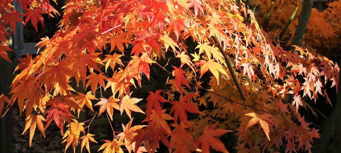 Acer in glorious autumn colours